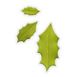 Picture of HOLLY LEAF - SET